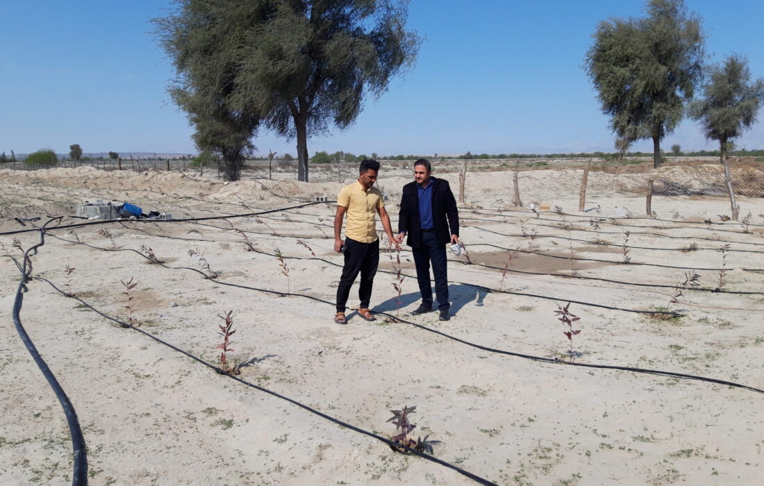 پروژه کاشت نهال با مشارکت مردم در روستای سرچیل آغاز شد