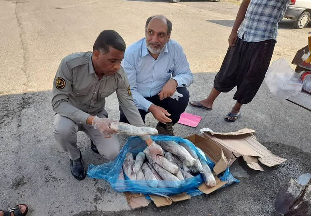 محموله «زبان گاو» در هرمزگان امحا شد