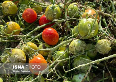 مدیر زراعت جهاد کشاورزی هرمزگان خبرداد:
                                آغاز برداشت گوجه فرنگی زمستانه از مزارع هرمزگان/ پیش‌بینی برداشت ۴۹۵ هزار تن محصول