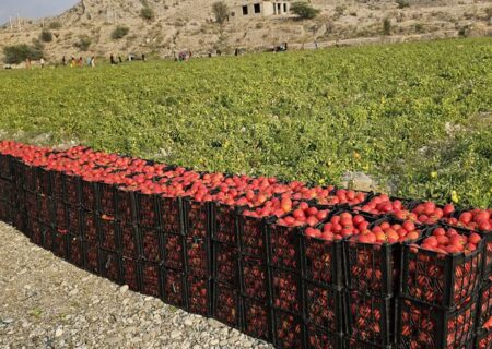 برداشت گوجه فرنگی در بخش شمیل بندرعباس