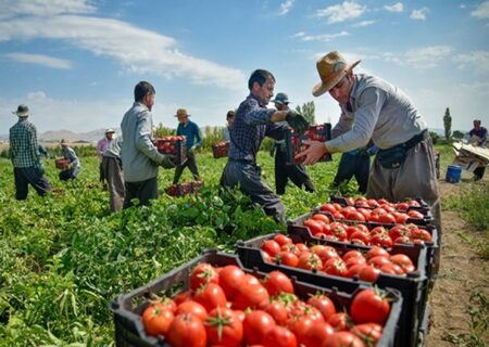 برداشت گوجه فرنگی در توکهور و هشتبندی