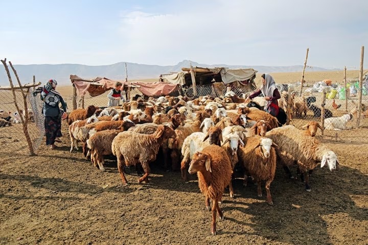 ارسلان حیدری رییس امور عشایر هرمزگان از افزایش ۲۵۰ درصدی اعتبار تسهیلاتی تبصره ۱۸ برای عشایر استان هرمزگان خبر داد.